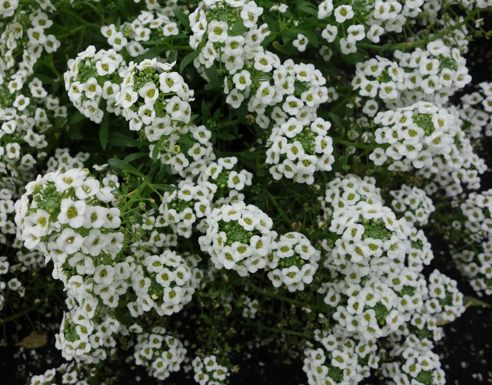 Kivikilbik ‘Snow Crystal white’