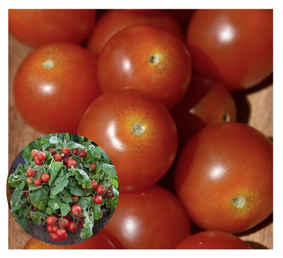 solanum-lycopersicum-Red-Robin