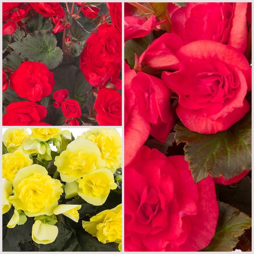 Roosbegoonia ‘Solenia’