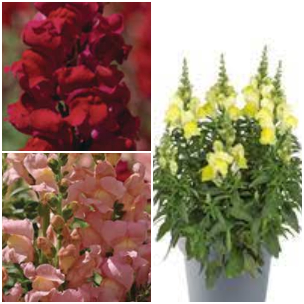 Suur lõvilõug ‘Sonnet’