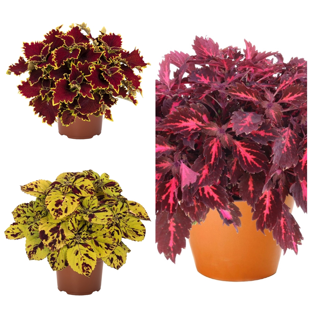 Värd-kirinõges ‘Stained Glasswork’