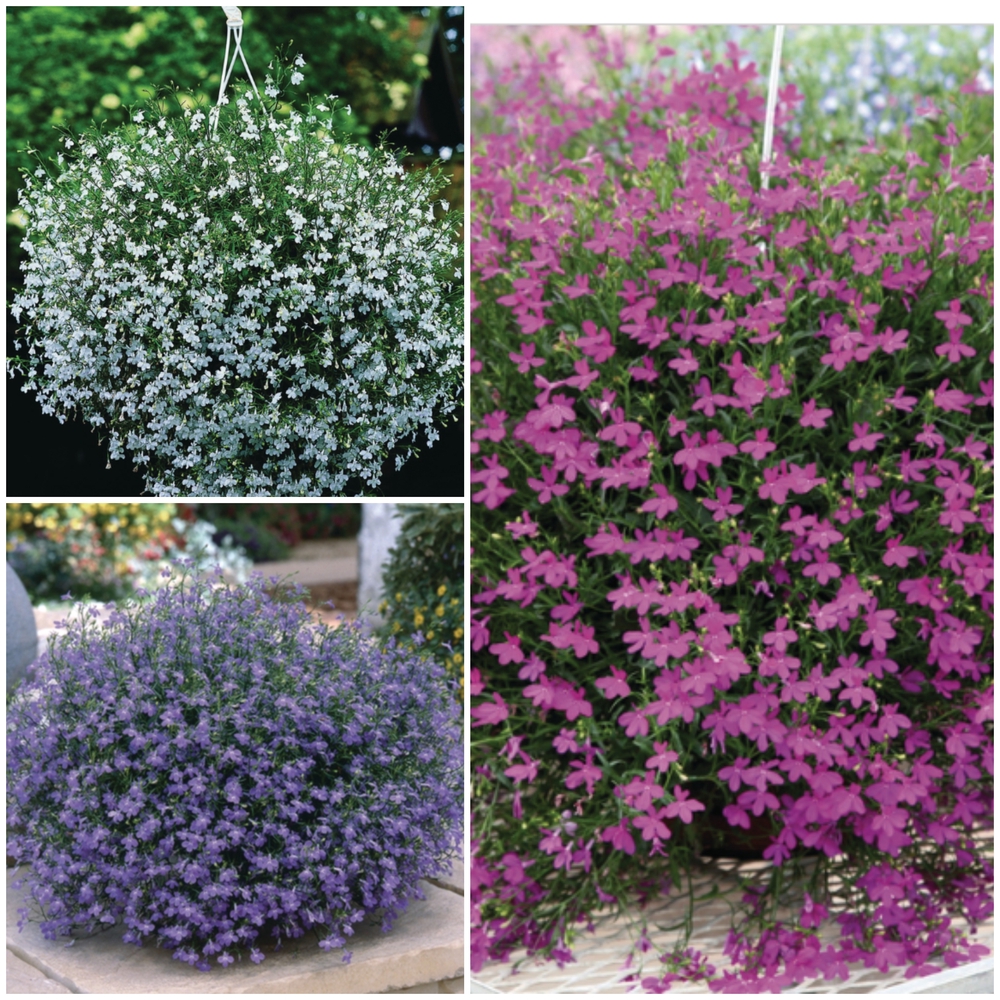 Ripp-lobeelia ‘Star’