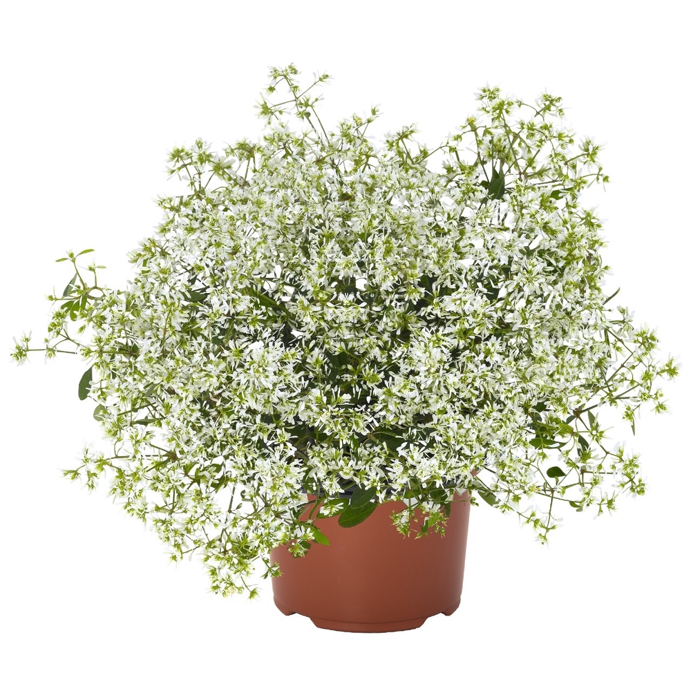 Õhuline piimalill ’Star Dust Super Flash’