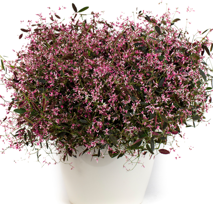 Piimalill ‘Starblast Pink’