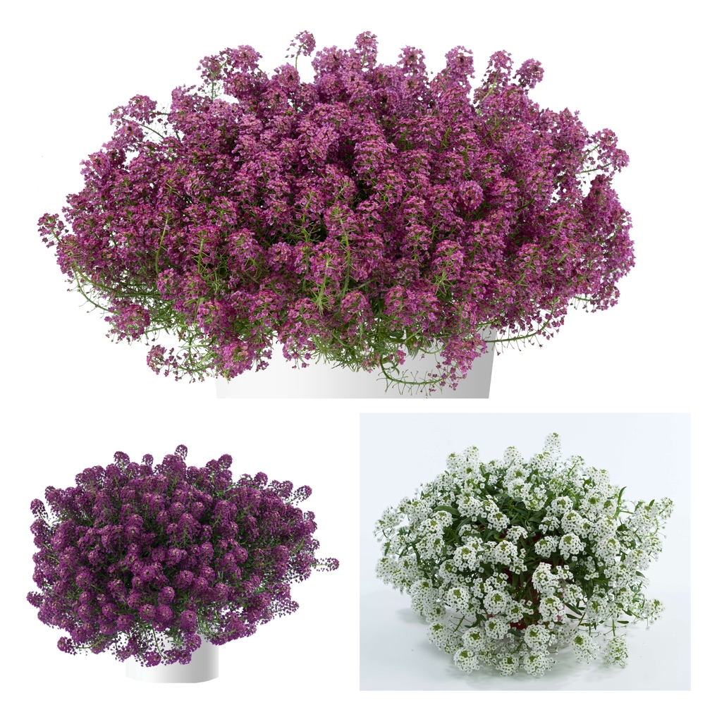 Kivikilbik ‘Stream’