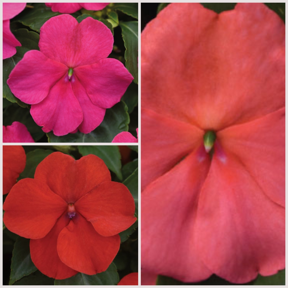 Sultan-lemmalts ‘Beacon’