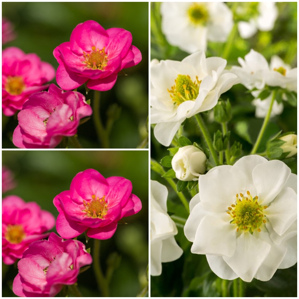 Ripp-maasikas ‘Summer Breeze’