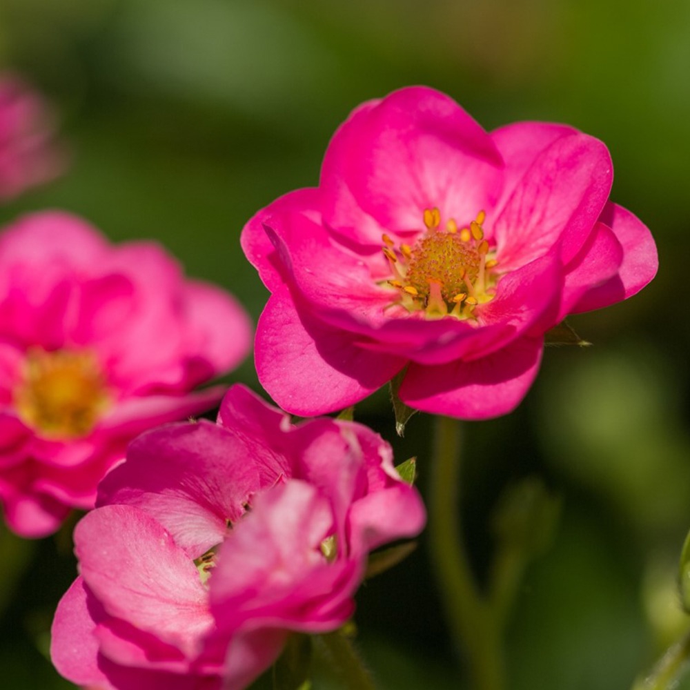 Ripp-maasikas ‘Summer Breeze’ ‘Cherry’