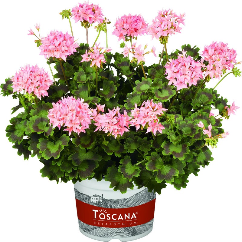 Viirpelargoon ’Summer Twist Rose’