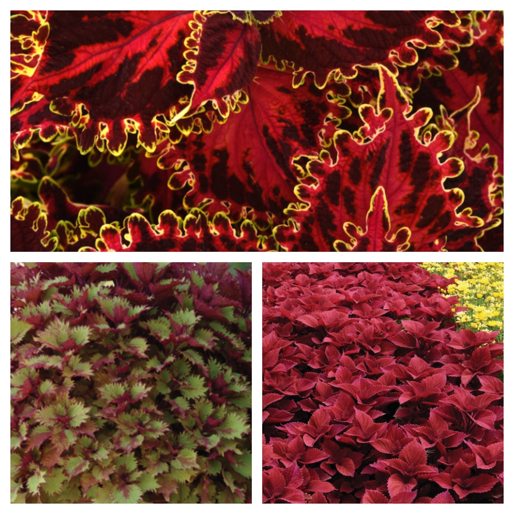 Värd-kirinõges ‘Sunfighter’