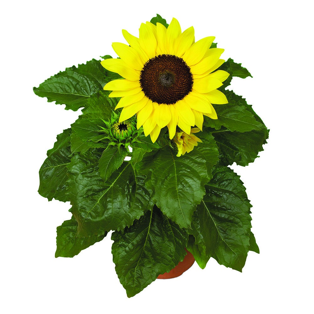 Päevalill ‘Sunsatsion Yellow’