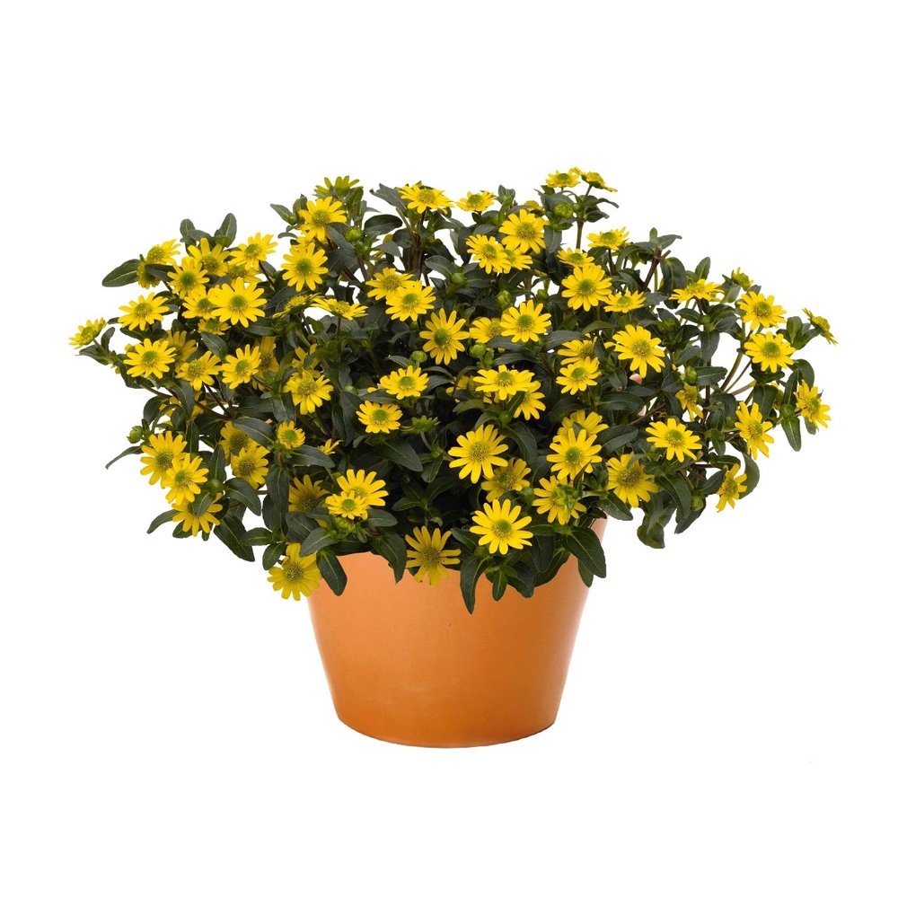 Sanvitaalia ‘Sunvy’