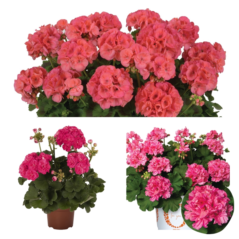 Viirpelargoon ‘Survivor Idols®’