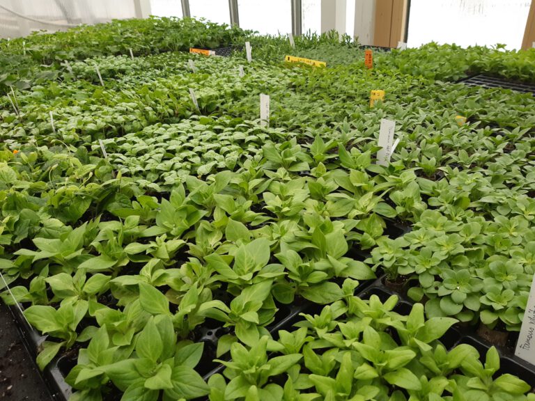 Suvelillede noortaimed