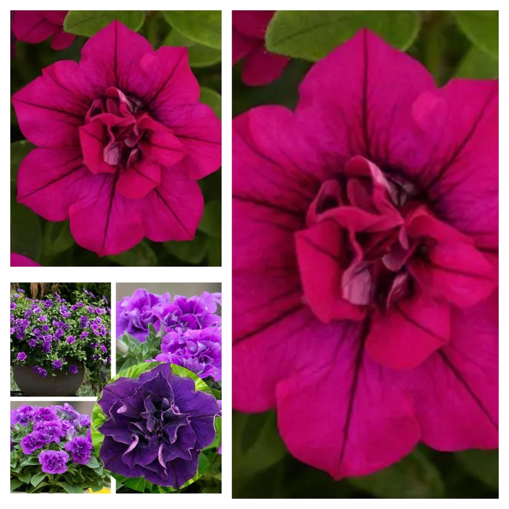 Ripp-petuunia ‘SweetSunshine’