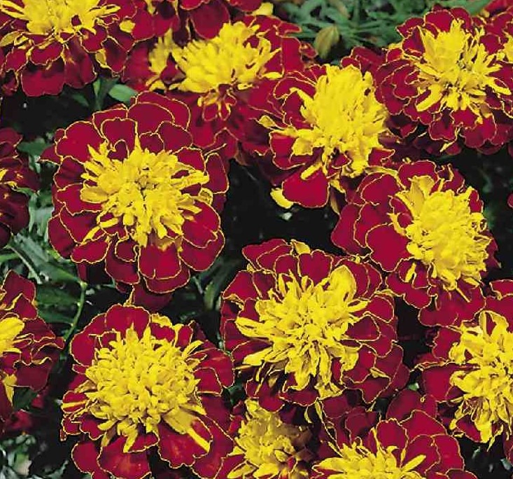 Madal peiulill ‘Super Hero Spry’