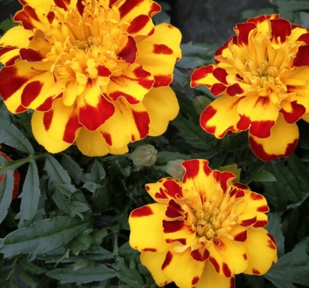 Tagetes