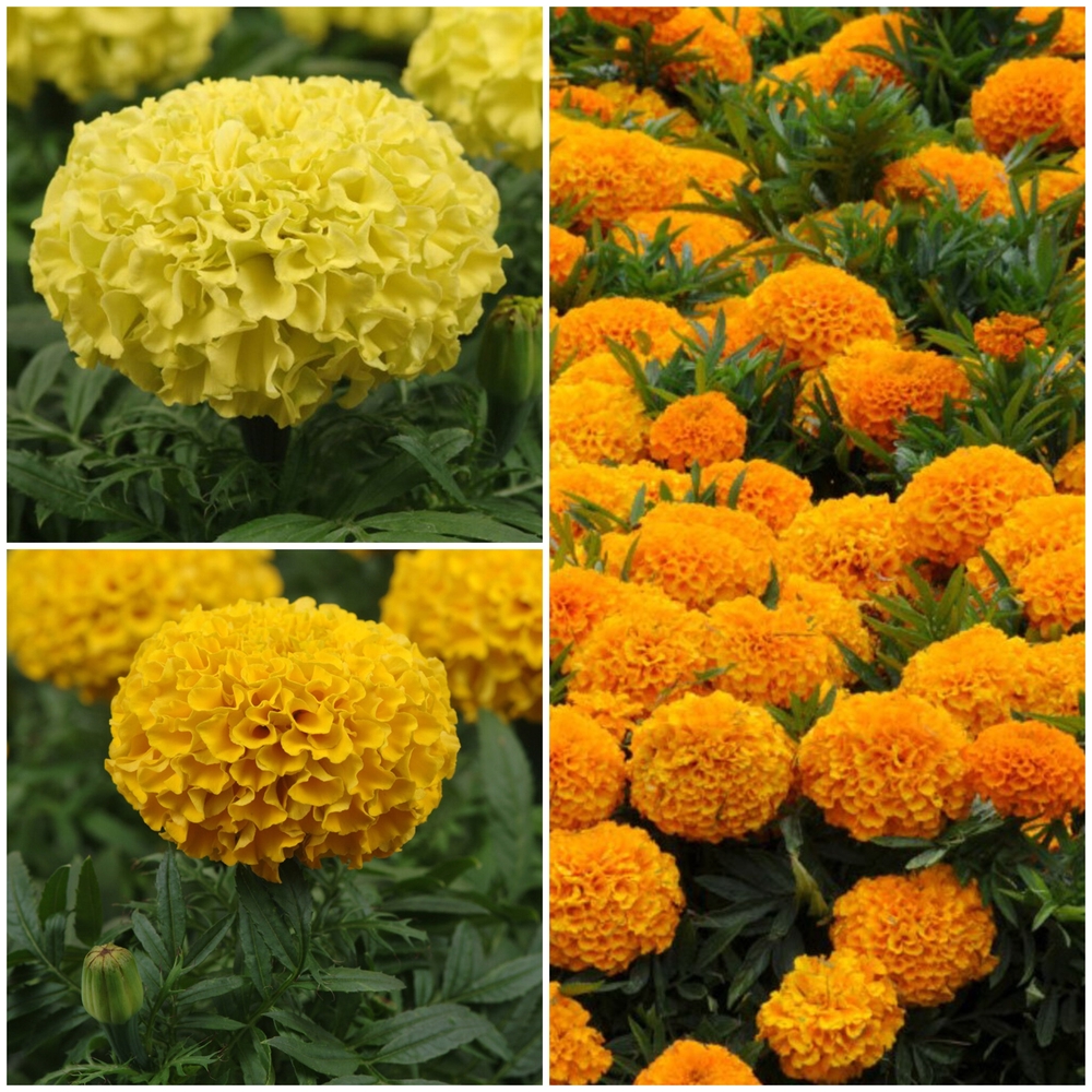 Kõrge peiulill ‘Taishan’