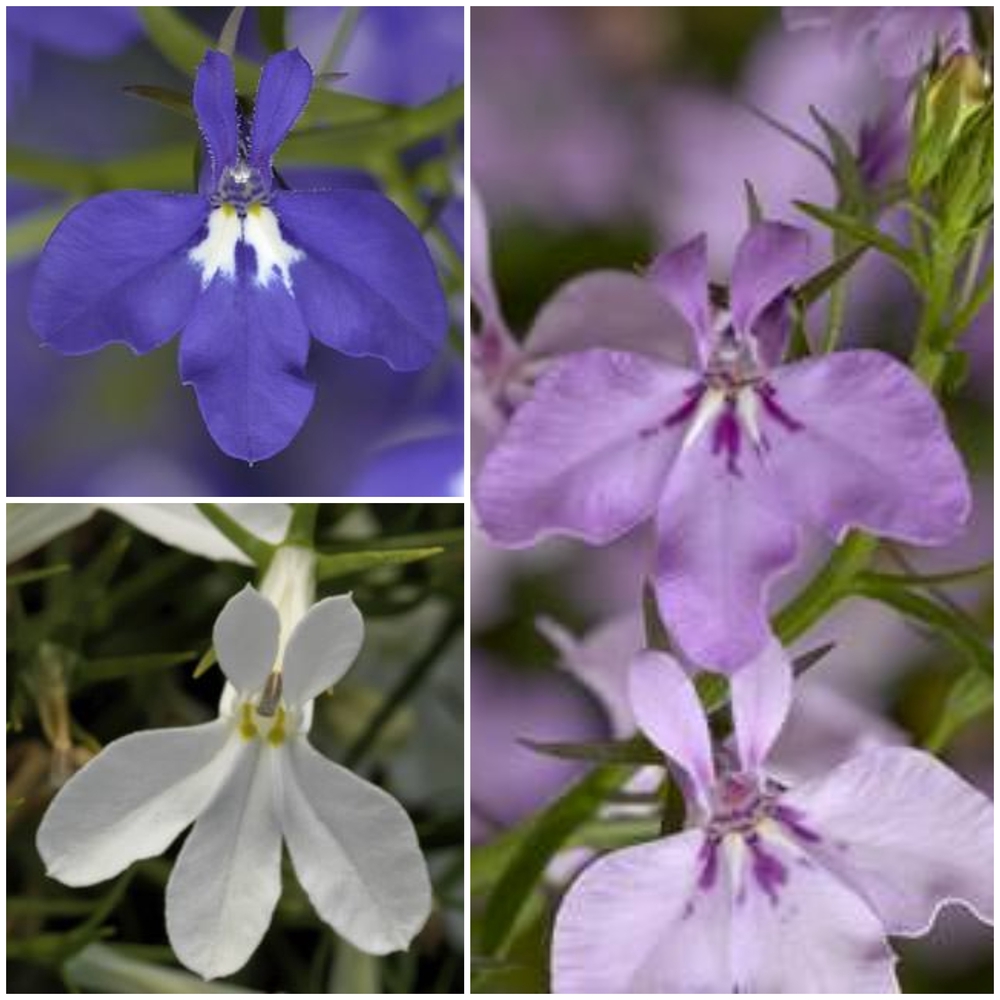 Ripp-lobeelia ‘Techno’