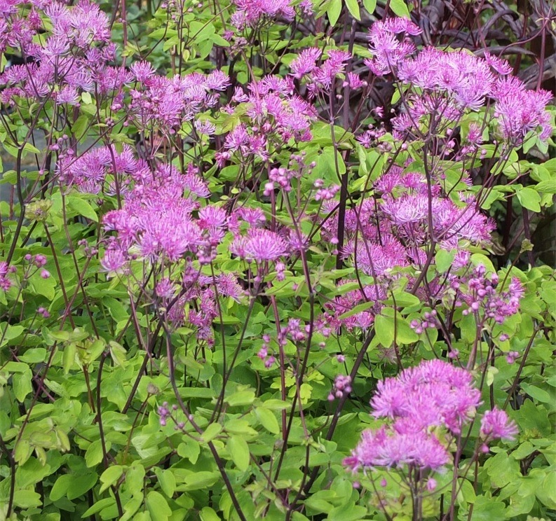 Ängelhein ‘Black Stockings’