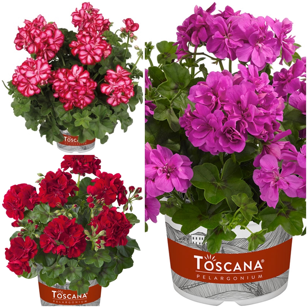 Luuderohulehine pelargoon ‘Toscana’