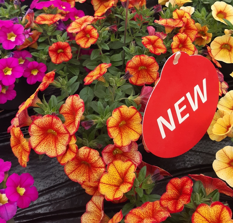 Aed-puispetuunia ‘Bakari’