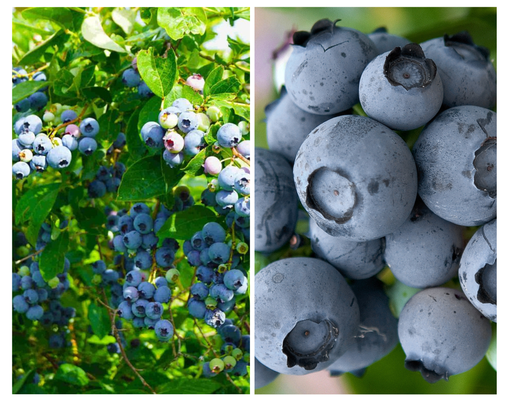 Kännasmustikas ‘Duke’, Vaccinium corymbosum, P19