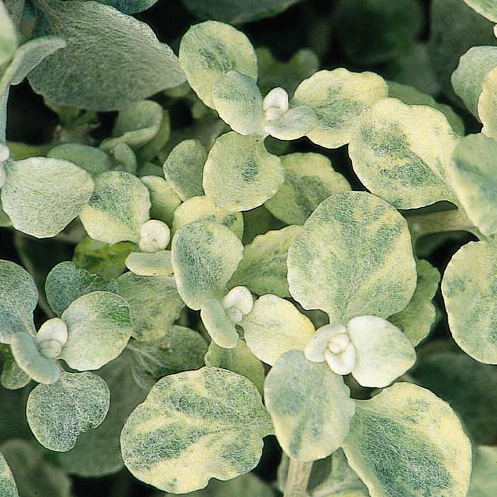 Lamav käokuld ‘Variegata’