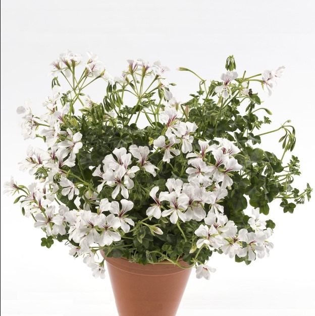 Luuderohulehine pelargoon