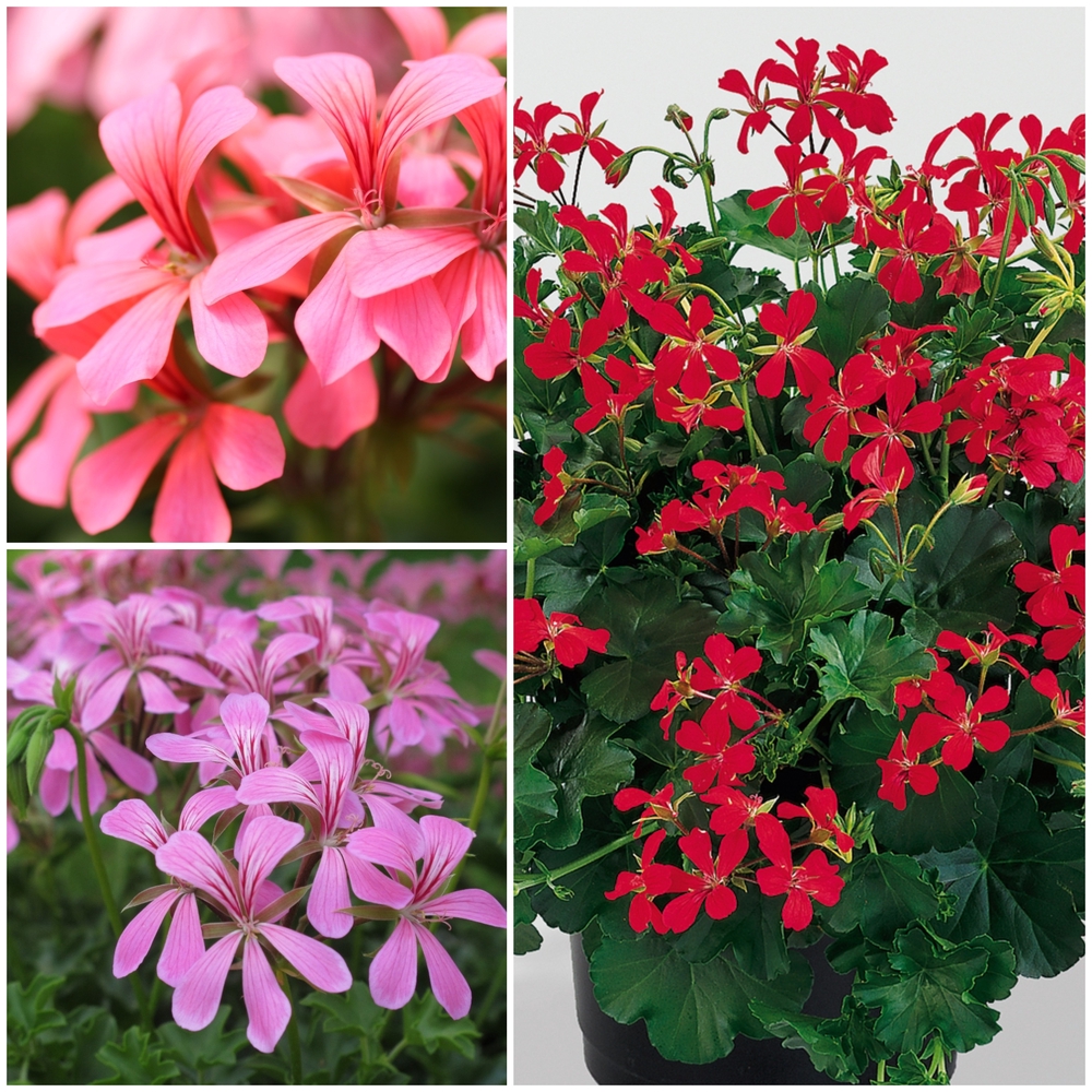 Luuderohulehine pelargoon ‘Ville de Paris’