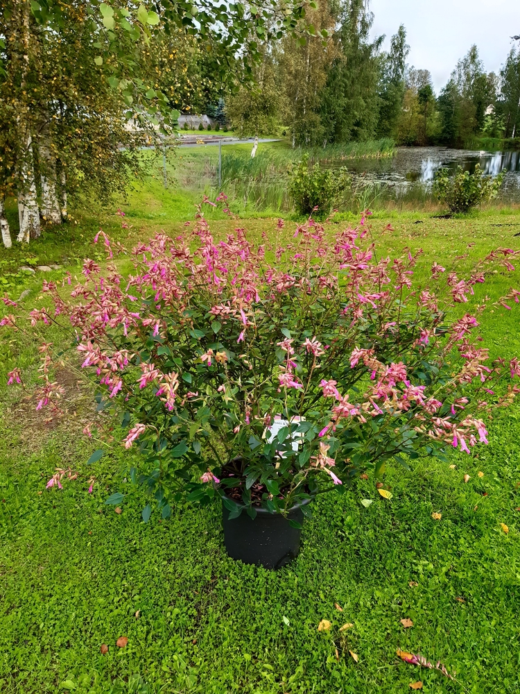 Hübriidsalvei ‘Wendy’s Wish’