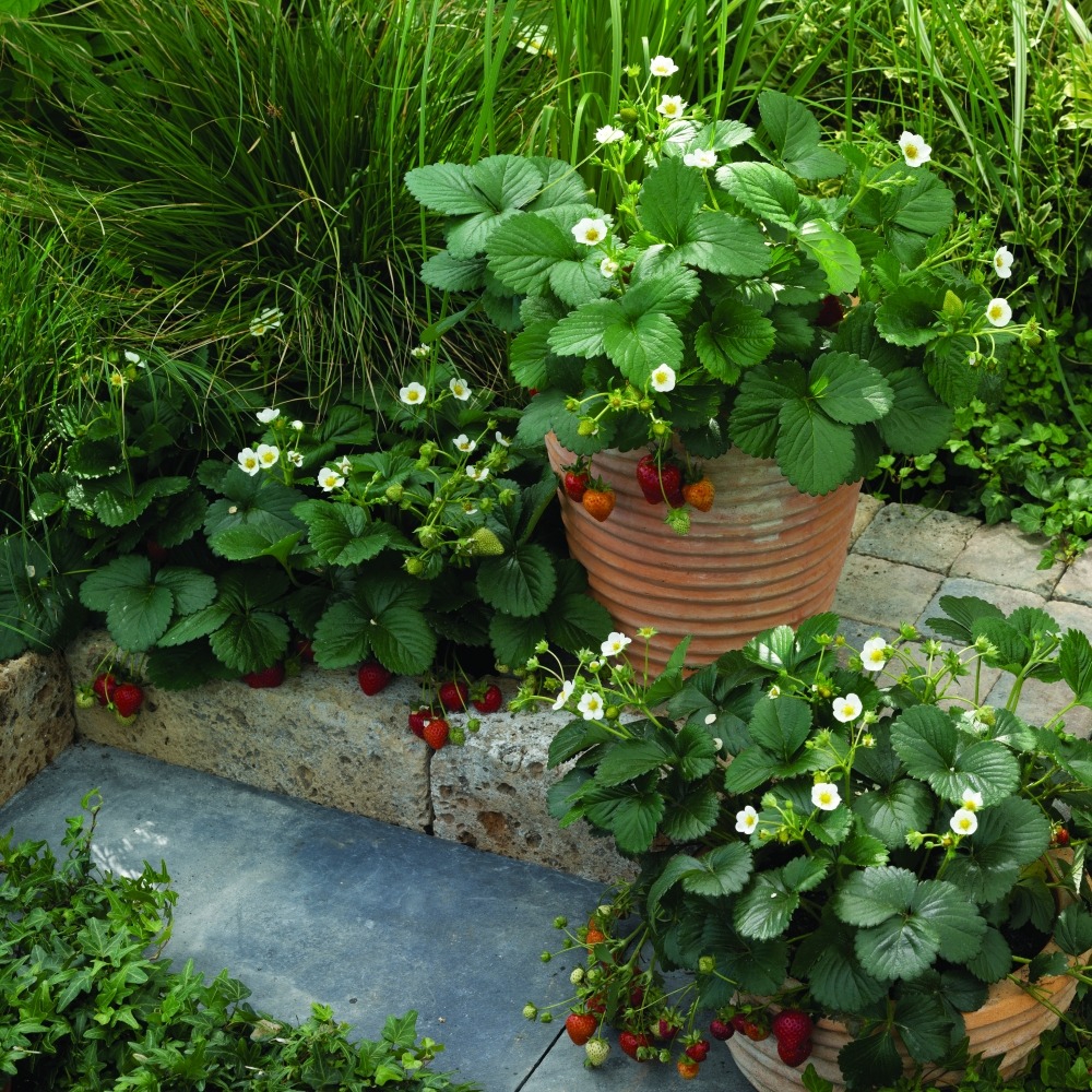 Ripp-maasikas ‘White Beltran’