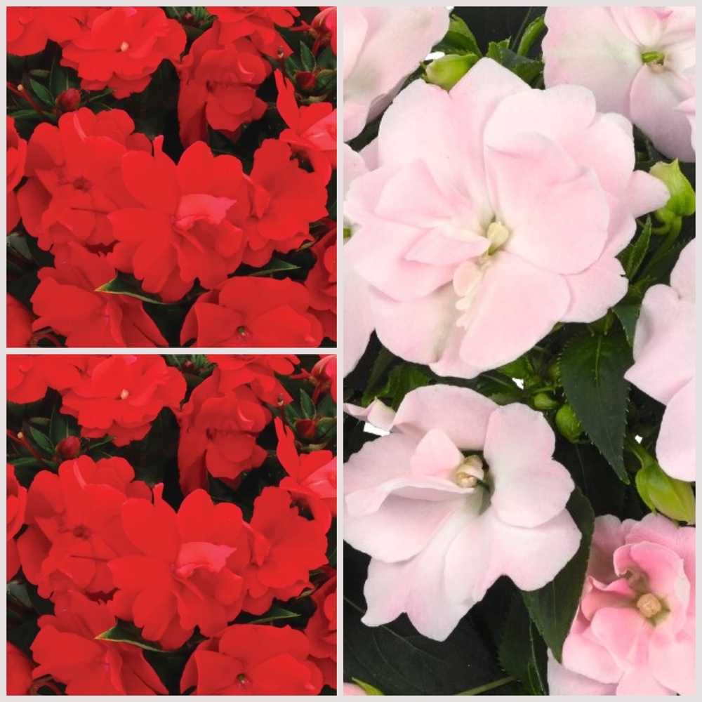 Hertsog-lemmalts ‘Wild Romance’