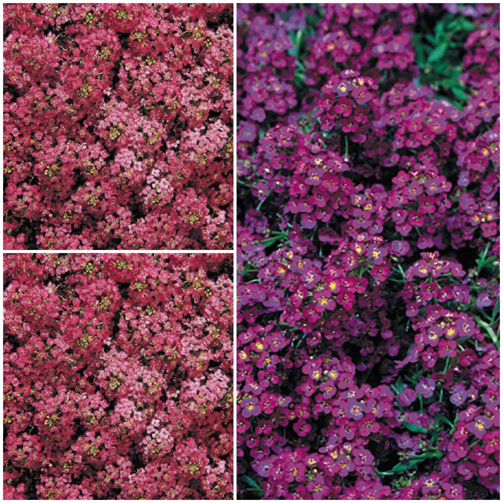 Kivikilbik ‘Wonderland’