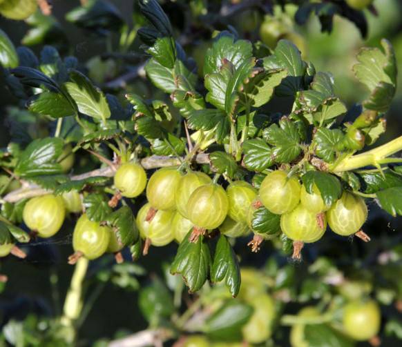 Aed-karusmari-Invicta-