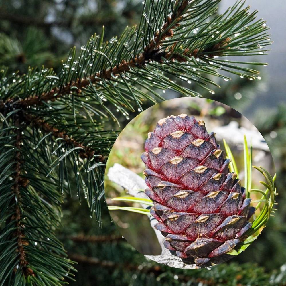 Alpi seedermänd C3 30-40cm UUS!