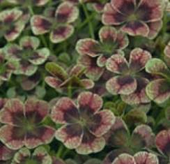 Angel-Clover-Chocolate