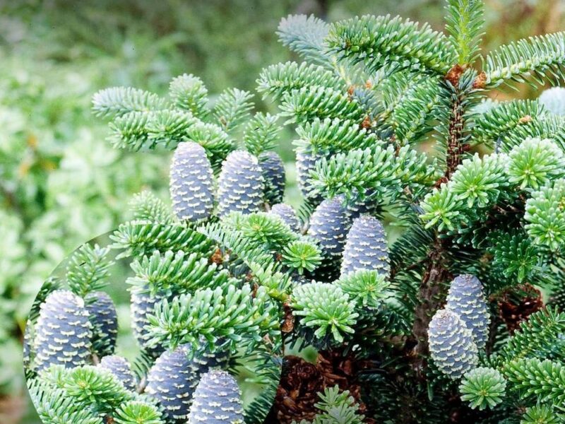 Arnoldi-nulg-Jan-Pawel-II