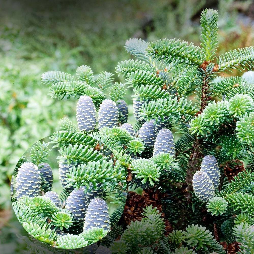 Arnoldi nulg ‘Jan Pawel II’ UUS!