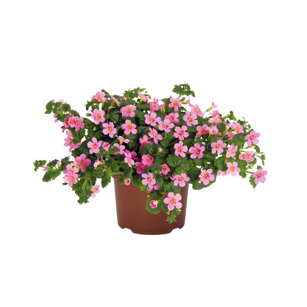 Südajas suutera Bahia`Pink`