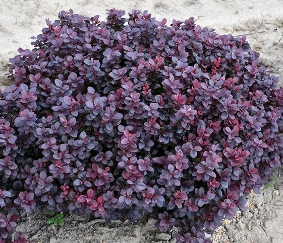 Berberis-thunbergii-Concorde-2