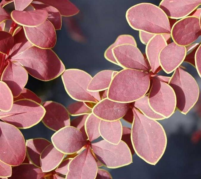 Berberis-thunbergii-Golden-1