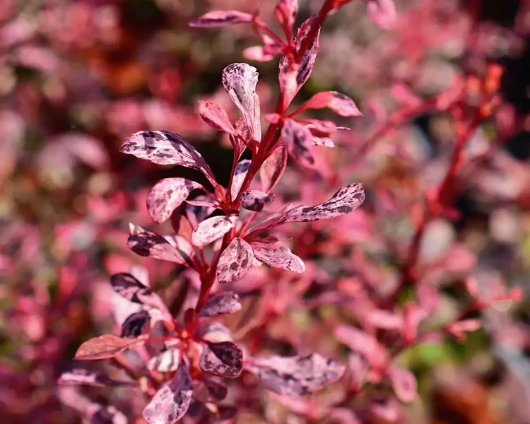 Berberis-thunbergii-Pink-Bird-1-B2Bjpg.