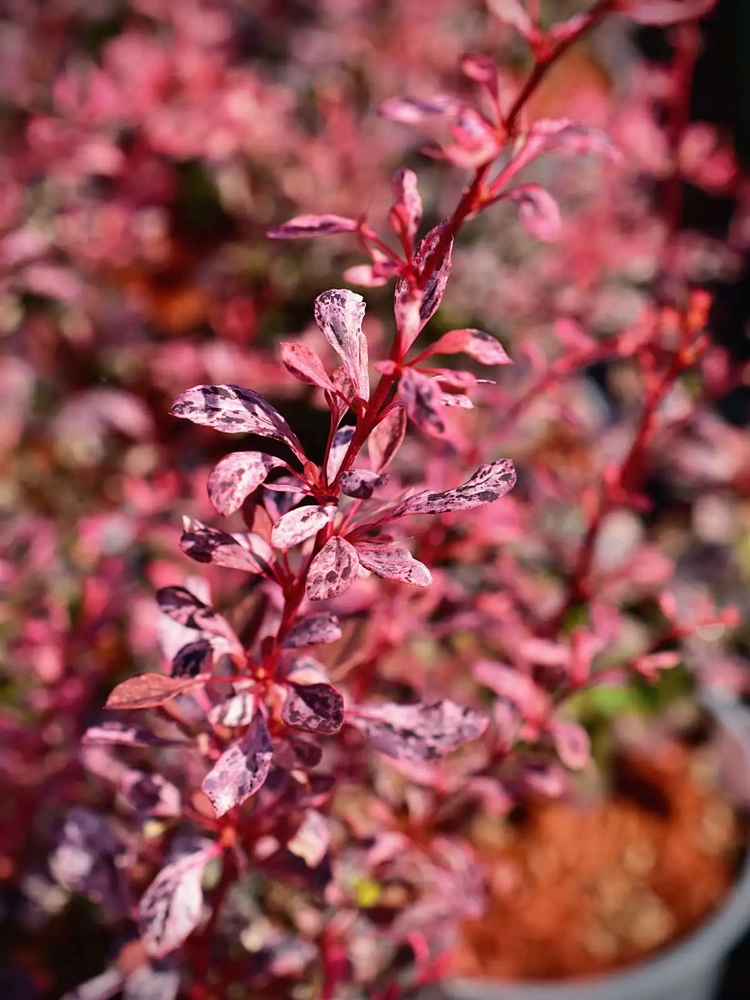 Thunbergi kukerpuu  ‘Pink Bird’ ‘Josaber2’,  C2 UUS!