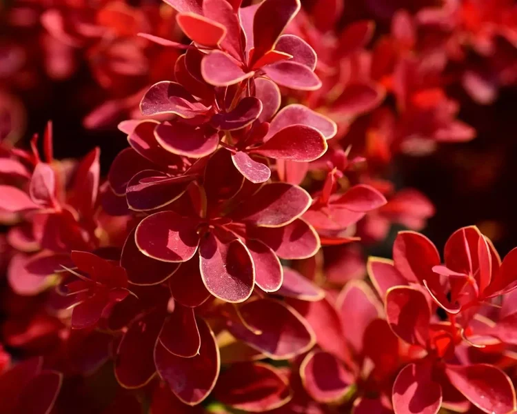 Berberis-thunbergii-Red-Hot-Chili-1-B2Bjpg.