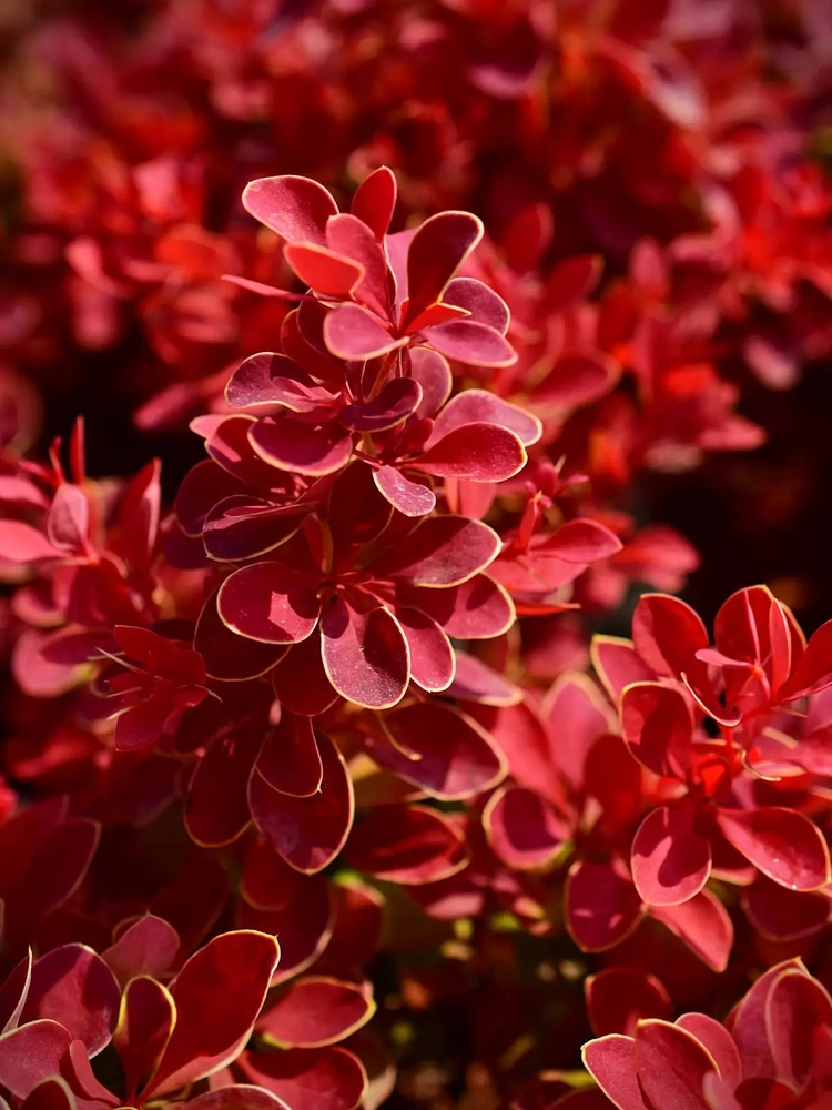 Thunbergi kukerpuu ‘Red Hot Chili’  C2