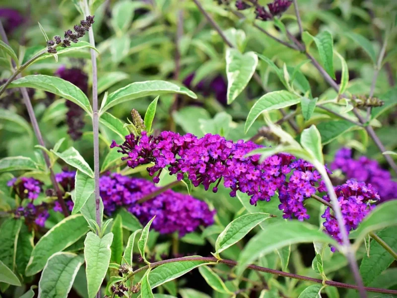 Buddleja-davidii-Harlequin-1-B2Bjpg.