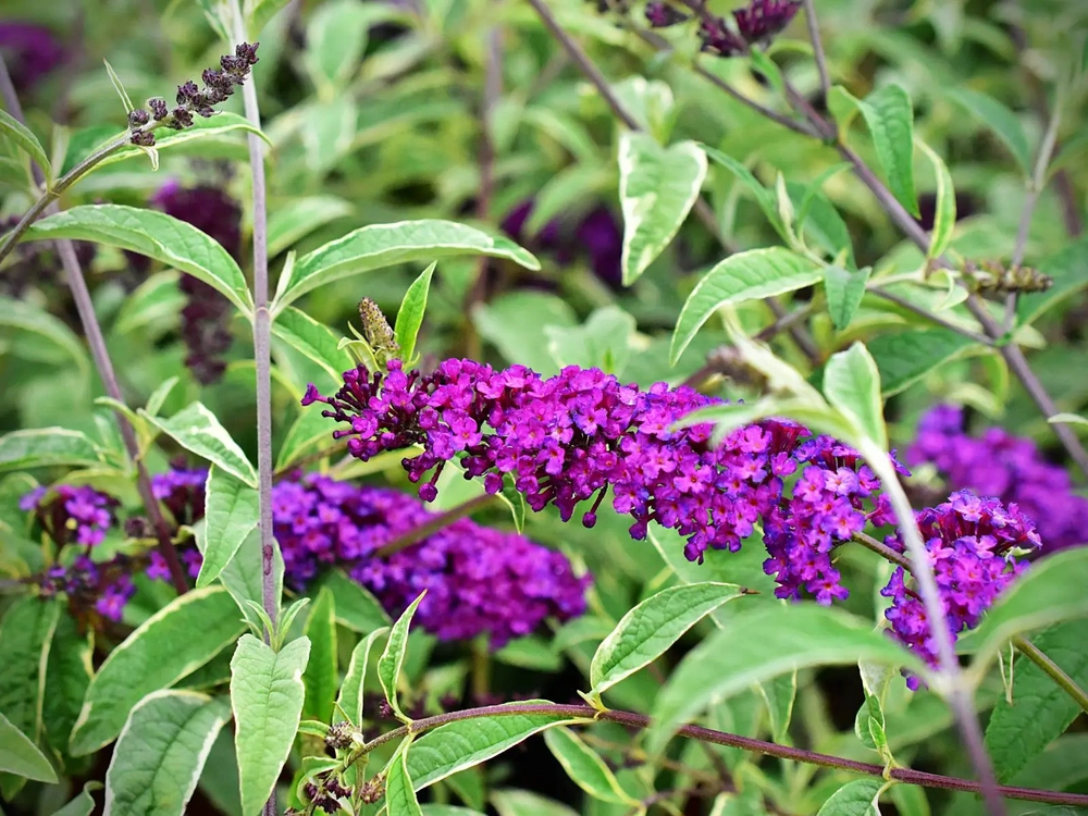 Davidi haldjamüts Buddleja davidii ‘Harlequin’ UUS!