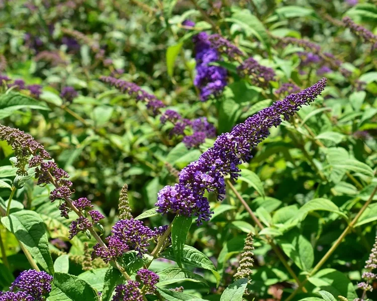 Buddleja-davidii-Orchid-Beauty-4-B2Bjpg.