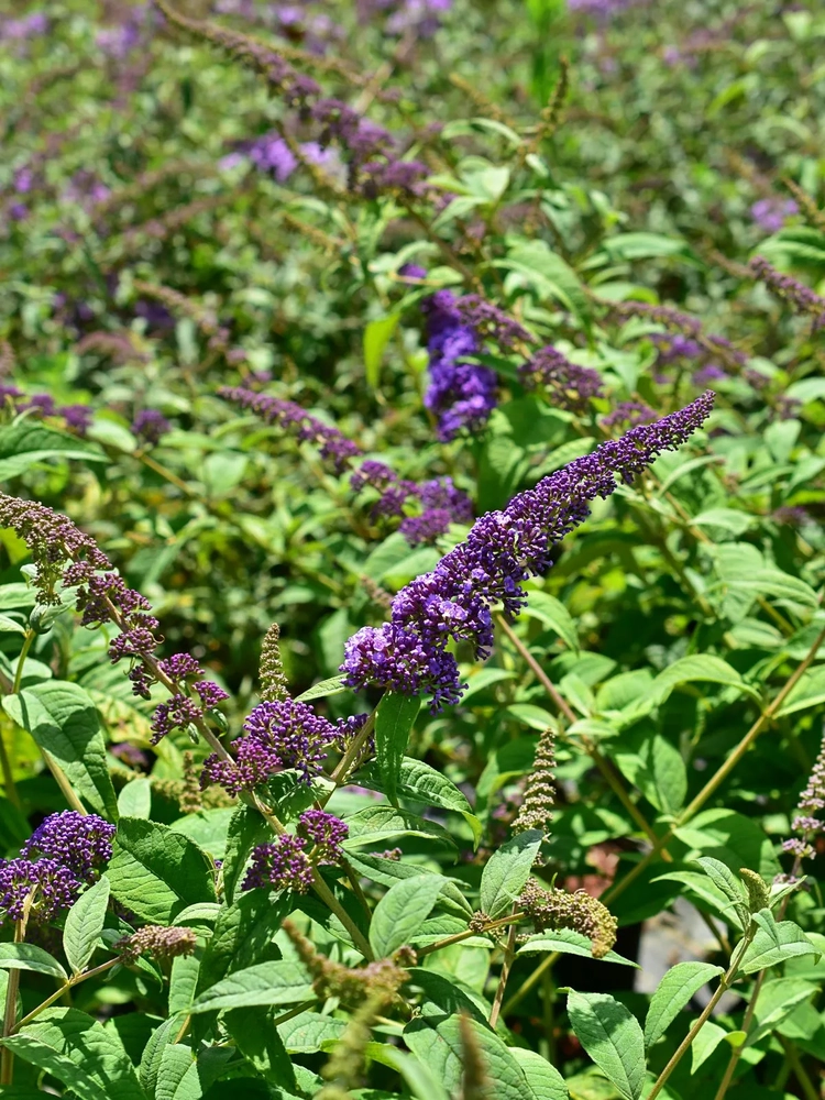 Davidi haldjamüts ‘Orchid Beauty’ UUS!